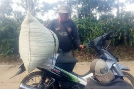 Petani Kopi Lampung sedang mengangkut hasil panen