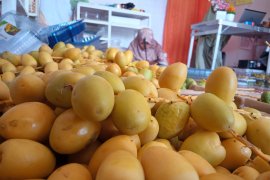 Menggiurkan, bisnis kurma muda di Padang raih omzet Rp50 juta
