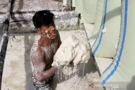 Permintaan tepung sagu kembali meningkat