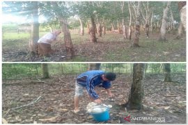 Mahasiswa Polbangtan Medan sadap dan panen karet warga Banyuasin
