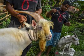 Produksi susu kambing