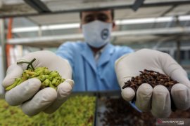 Jamu Indonesia tembus ke Arab Saudi