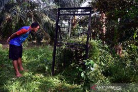 Dua beruang madu masuk ke perkampungan