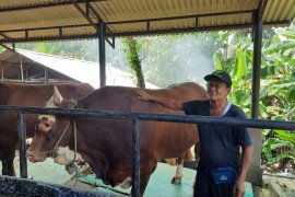 Sapi kurban Presiden Joko Widodo di Jambi berbobot satu ton lebih