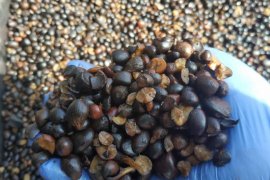 Karantina Pertanian Tarakan fasilitasi ekspor olahan sawit ke Malaysia