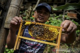 Panen madu di Maribaya Lembang