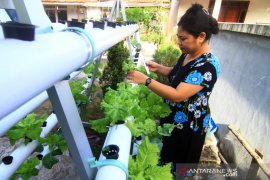 Budidaya Sayuran Hidroponik di Perkarangan Rumah