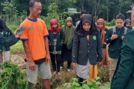 Tuai berkah  Edamame kala Pandemi