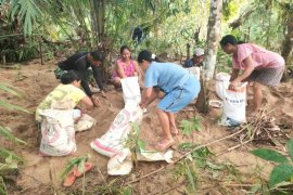Sertu Samsul bantu warga panen kelapa sawit