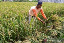 Kalbar canangkan panen padi empat kali setahun