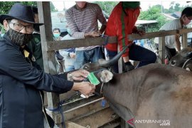 Diprediksi penjualan hewan kurban di Kaltim  menurun dampak  dari COVID-19