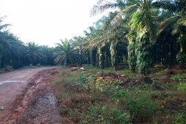 Komnas HAM Papua Reveals Case of Victim MB’s Death in Asiki