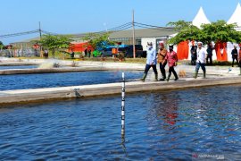 Menteri KKP kunjungi pembesaran sidat di Banyuwangi