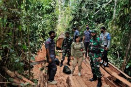 Tim gabungan tangkap pelaku pembalakan liar di Kapuas Hulu