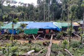 Meraup rejeki butiran emas di tambang Korowai