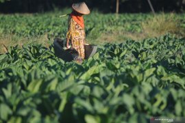 BPP tembakau Madura 2020