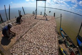 Permintaan ikan asin Jambi selama pandemi