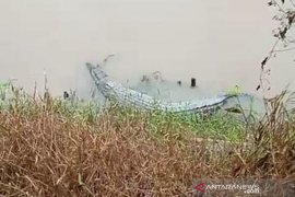 Warga di kejutkan buaya muncul di area bekas tambang, Pangkalpinang