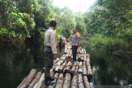 Polres Siak amankan kayu hasil pembalakan liar dekat Danau Zamrud