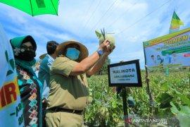 Wali Kota dan Ketua PKK panen melon di Cempaka