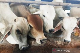 Pekanbaru miliki stok 11.000 hewan kurban sambut Idul Adha 1441 H