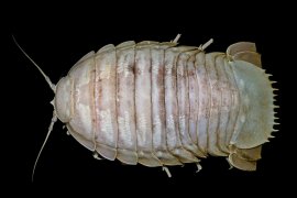 LIPI temukan "kecoak laut raksasa" pertama dari laut dalam Indonesia