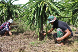 Prada Wahab bantu warga bersihkan kebun buah naga