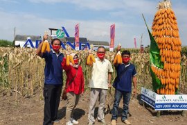 Advanta luncurkan varietas benih jagung "Adv Joss", diklaim tahan hama
