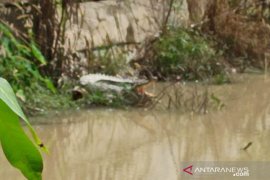 Warga Pangkalpinang dihebohkan kemunculan dua buaya muara di Kolong Kepuh (Video)