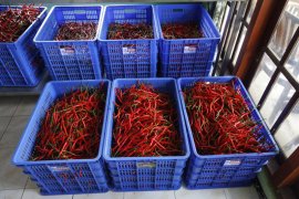 Mesin penyimpan produk Balitbangtan jadikan cabai tahan 30 hari