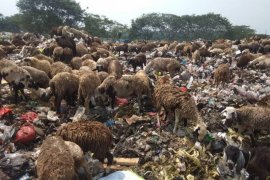 Limbah sampah tumbuhkan usaha ternak domba di Lebak