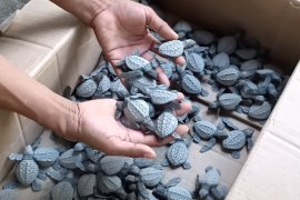 Warga Kelurahan Pasia Nan Tigo Padang serahkan 44 butir telur penyu yang ditemukan di pantai Pasia Kandang