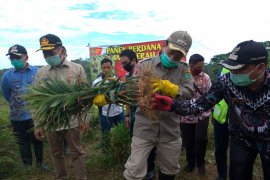 Warga Desa Bagak manfaatkan lahan kosong perusahaan untuk budidaya jahe merah