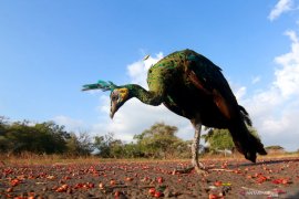 Pelepasliaran satwa di Taman Nasional Baluran