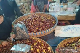 Harga jengkol melambung tembus Rp60.000/kilogram
