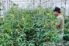 Prospek cerah budi daya tanaman tomat cherry