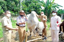 Hewan kurban yang dijual di lapak Kota Sukabumi dipastikan kondisinya sehat