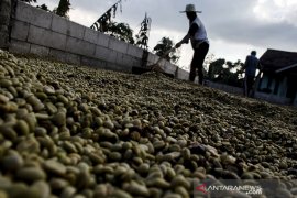 Pengolahan biji kopi Palintang