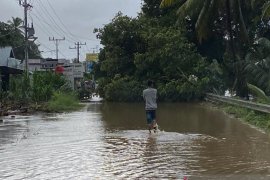 Hujan deras dan badai buat sejumlah lokasi di Pasaman Barat banjir dan pohon bertumbangan
