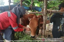 Pemprov Babel terapkan protokol kesehatan saat pemotongan hewan kurban