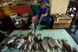 Harga ikan laut naik
