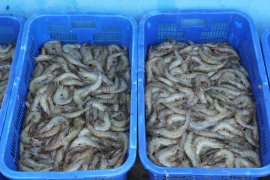 Menelisik strategi KKP meningkatkan produktivitas udang