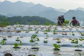 Regenerasi petani muda