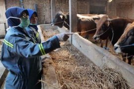 Pandemi COVID-19, kebutuhan hewan kurban di Madiun diperkirakan tetap meningkat