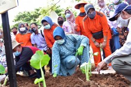 Pemprov  Sulsel coba tanam talas satoimo di Toraja Utara seluas 3 hektare