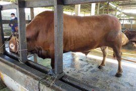 Sapi kurban 1 ton bantuan presiden sehat