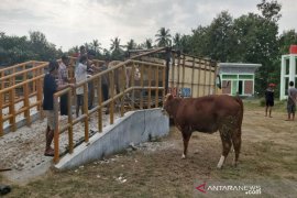 Pemda DIY perkirakan omzet penjualan hewan kurban turun sekitar 50 persen