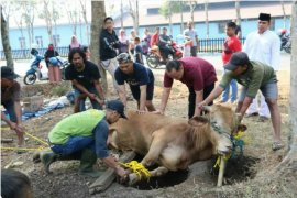 Penyembelihan hewan kurban bakal terapkan protokol kesehatan