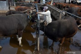 Undiksha siap kembangkan Sapi Bali lewat MoU "Triple Helix"