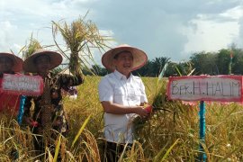 Wabup panen raya padi bersama masyarakat